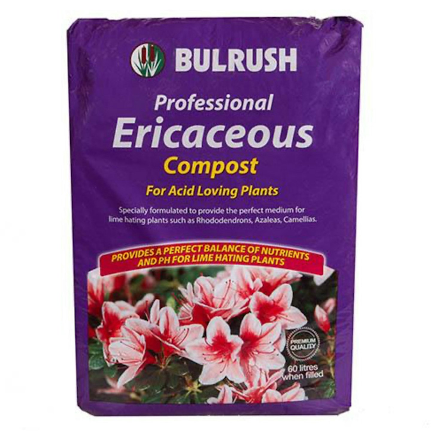 How to grow and care for Hydrangeas this summer